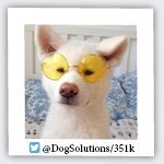 DogSolutions