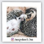mr.pokee