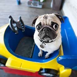 Dog-With-Big-Eyes