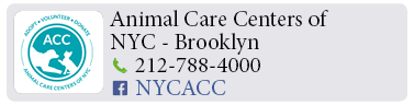 Adoption-Center-NYC80