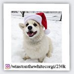 winstonthewhitecorgi