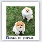 shila_the_pom