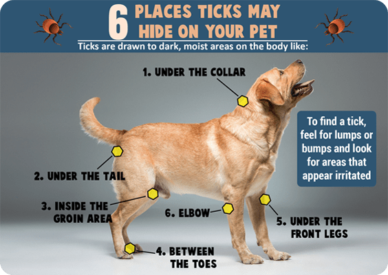 Can Infectious Pet Disease Leads to death?
