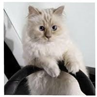 choupettesdiary