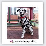 weratedogs