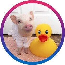 Prissy-Pig