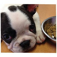 cooper_the_frenchie