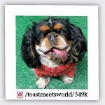 toastmeetsworld