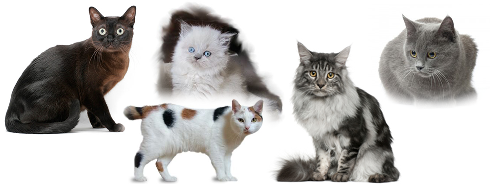 all-cat
