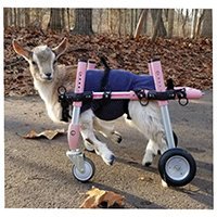 goatsofanarchy