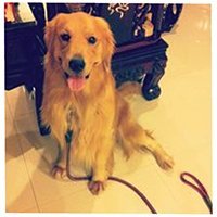 cosmothedog