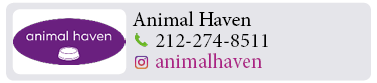 Adoption-Center-NYC8