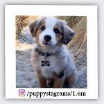 puppystagrams