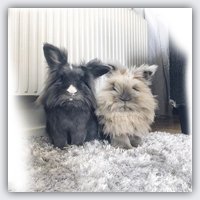 Bunnymelv