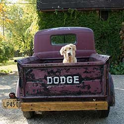 Dog-Travel-Photography