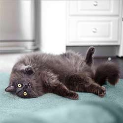 Playing-Cat