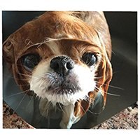 underpantsthedog