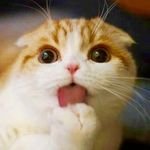 Waffles the Cat
