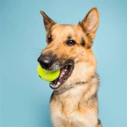 Dog-Playing