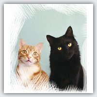 Cole and Marmalade