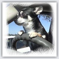 We Rate Dogs