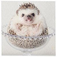 hogybaby