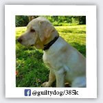 guiltydog