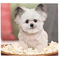 norbertthedog