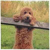 samsonthedood