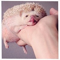 darcytheflyinghedgehog