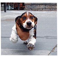 deanthebasset