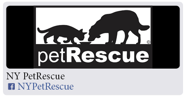 Adoption-Center-NYC41