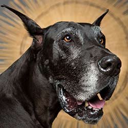 Bull-and-Terrier