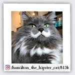 hamilton_the_hipster_cat