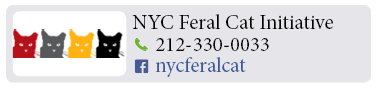 Adoption-Center-NYC42