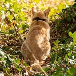 Pawtrack GPS Cat Collar
