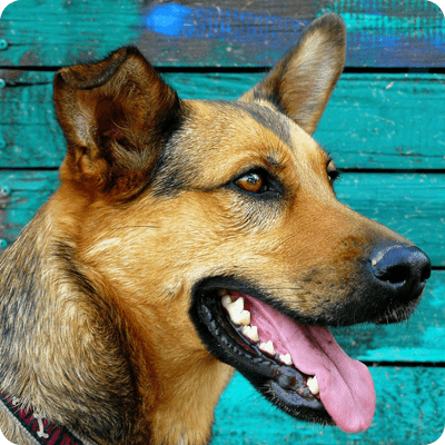 No-Brush Solutions to Fight Bad Pet Breath