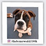 theboxerworld