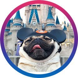 itsdougthepug