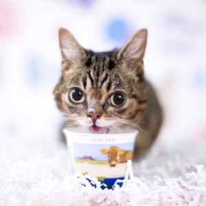 birthday-yogurt-prof-pic-300x300