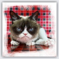 The Official Grumpy Cat