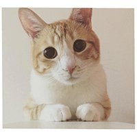 tomochunba