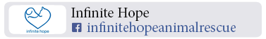 Adoption-Center-NYC87
