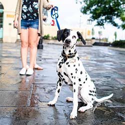 Dalmatian