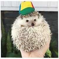 lionelthehog