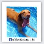 lifewithdogs