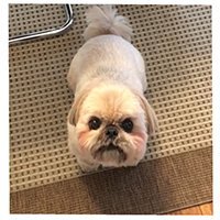 dailydougie