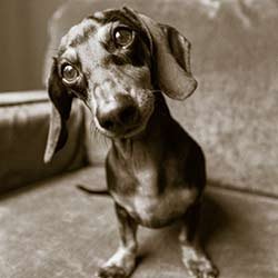 Black-Dachshund