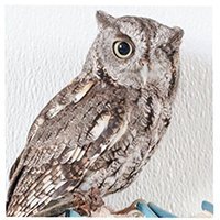 avianrecon