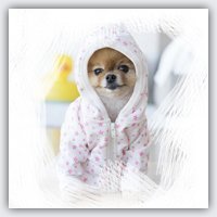 jiffpom